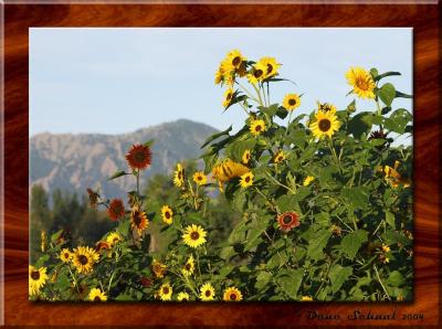 Sunrise Sunflowers - Aug 31