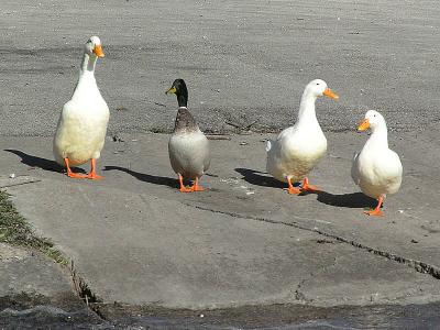 Ducks in a row