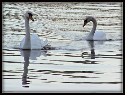 Swans-118