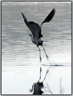 Heron Take Off