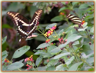 Butterflies (Thoas Swallowtail)