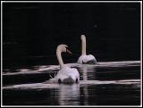 Swans-133