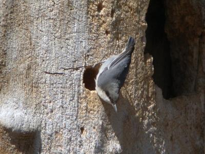 Pygmy Nuthatch 0404-1j  Umtanum Road