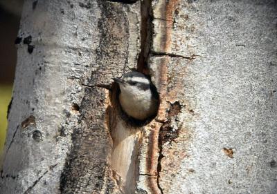 Red Breasted Nuthatch-Middle Fork Ahtanum  0304-3j