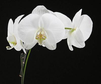 u41/photopilot/medium/33273764.whiteorchids.jpg