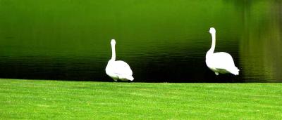 lawn swans