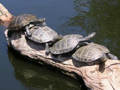 turtle jam
