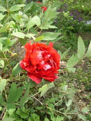 April 2003 - Bagatelle garden - Flower 75016