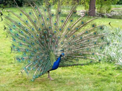 April 2003 - Bagatelle garden - Peacock 75016