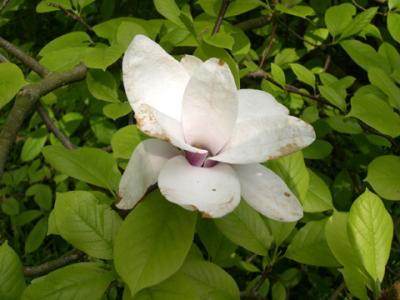 April 2003 - Bagatelle garden - Flower 75016