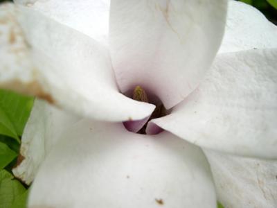 April 2003 - Bagatelle garden - Flower75016