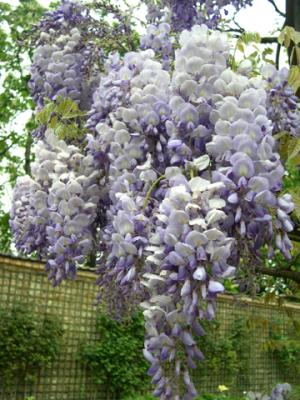 April 2003 - Bagatelle garden - Flowers 75016