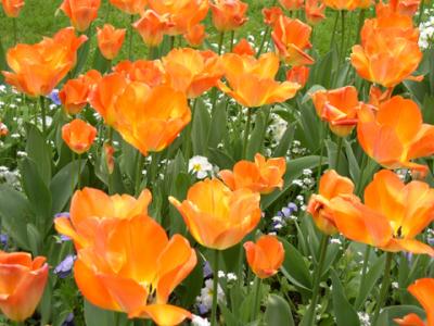 April 2003 - Bagatelle garden - Flowers 75016