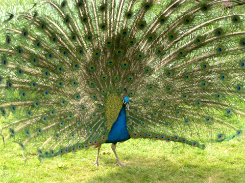 April 2003 - Bagatelle garden - Peacock 75016