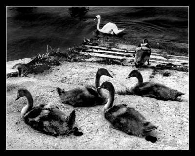Bords de Marne</br>Famille cygne 5