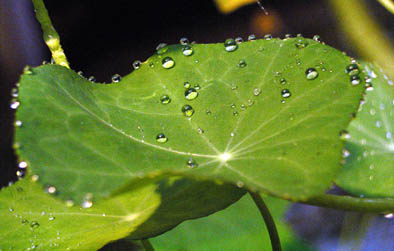 Nasturtiums & summer dew #1.jpg