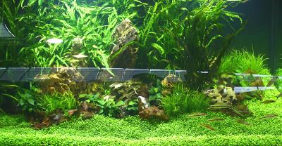 3th day after set up