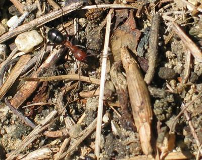 Little Ant on a Big Hill:  Allegheny Mound Ant (<i>Formica exsectoides</i>)