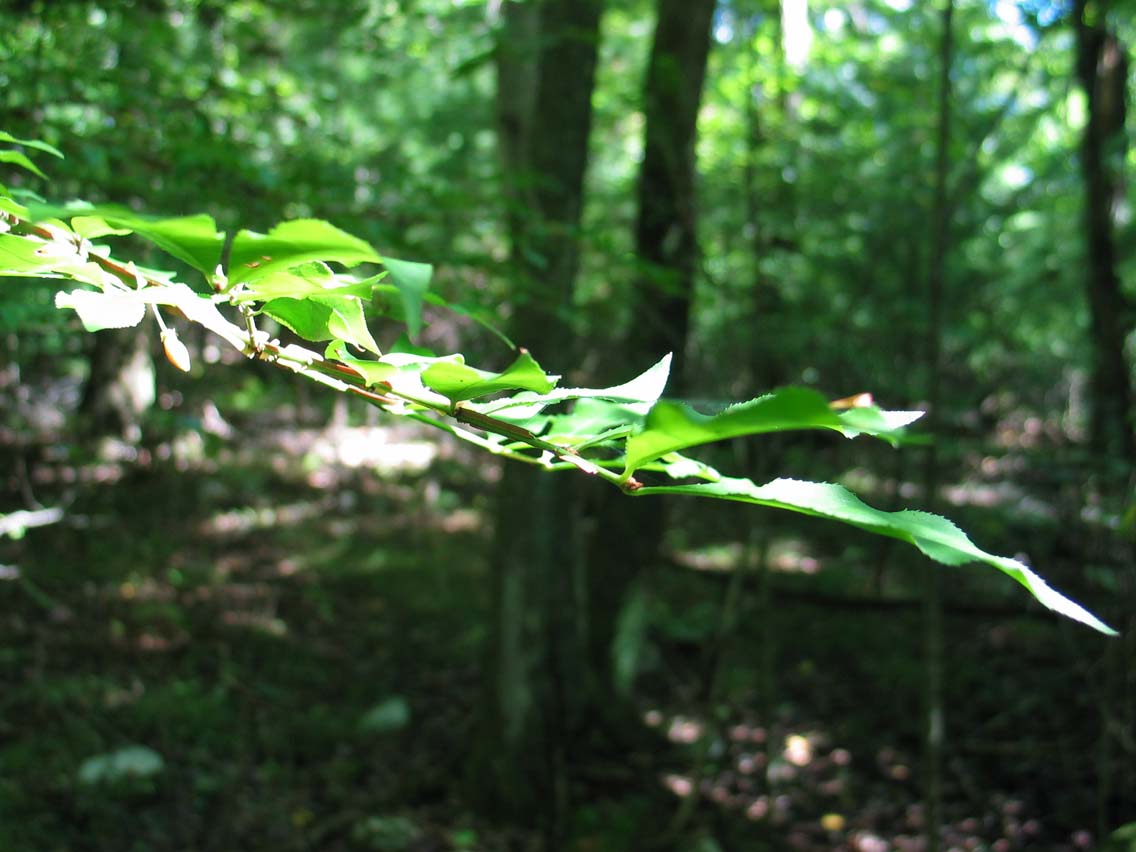 Winged Euonymous (introduced)