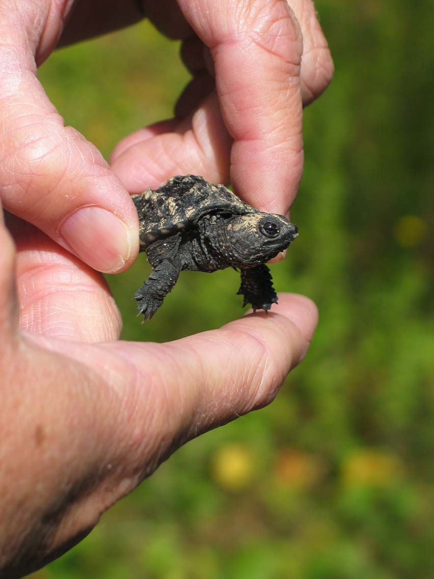 Baby snapping turtle