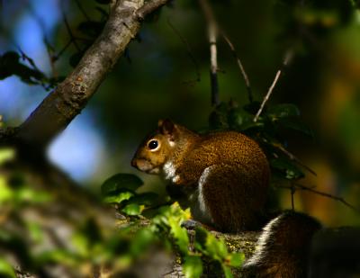 Squirel with White Accents