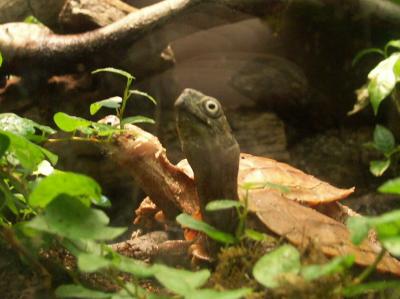 PICT0290.JPG