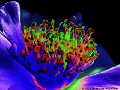 u41/pollackphoto/medium/26676551.camelia31colored.jpg