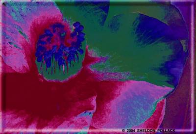 u41/pollackphoto/medium/26676552.CAMELIA32XX.jpg