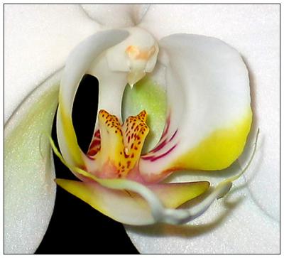 White Orchid Macro