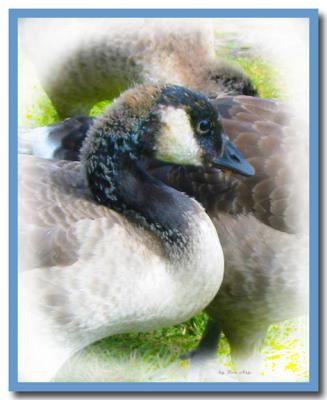 Young Canada Goose