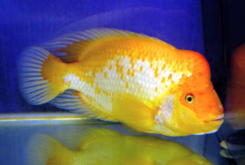 Amphilophus citrinellus aka Midas Cichlid
