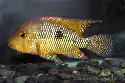 Geophagus brasiliensis