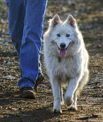 Samoyed