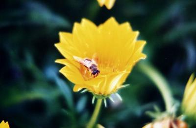 Insect on Flower