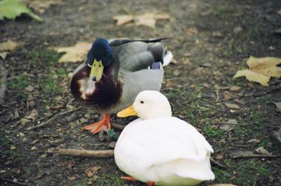 Twosome Ducks