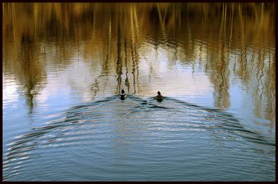 reflections and ducks.jpg