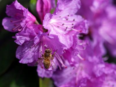 bee.jpg