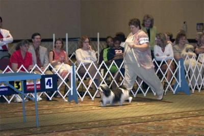 u41/pwitter/medium/33202154.hts_havanese01.jpg