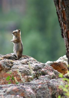 Chipmunk