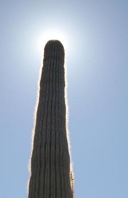 Saguaro Eclipse