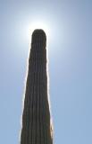 Saguaro Eclipse