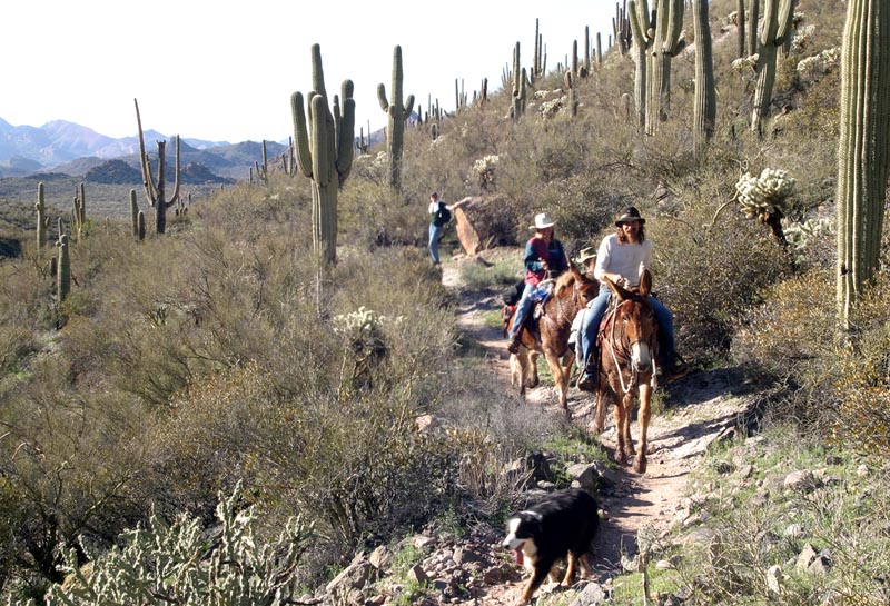 Horseback Riding through the Superstitions
