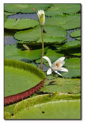 Giant Water Lilies