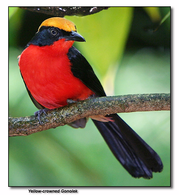 Yellow -crowned Gonolek