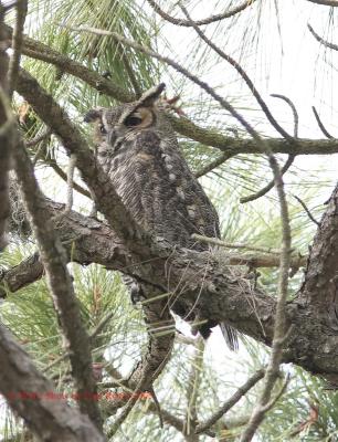 Great Horned Owl on pine.jpg