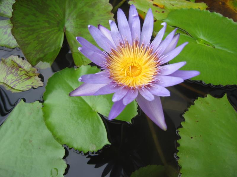 water lily