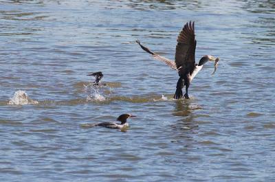 u41/rafael_enrique/medium/39565550._MG_8338ComwithfishW.jpg
