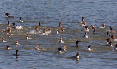 Mergansers with the occasional cormorant fishing
