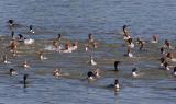 Mergansers with the occasional cormorant fishing