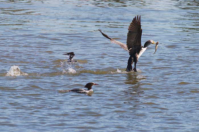 Cormorant Takes The Fish While Hooded Mergansers Watch!